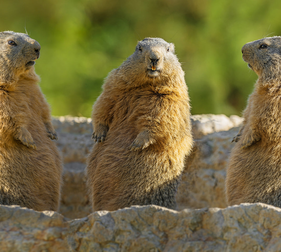 Groundhog Day: Don't Wait 6 Weeks to Orgainze your Closet