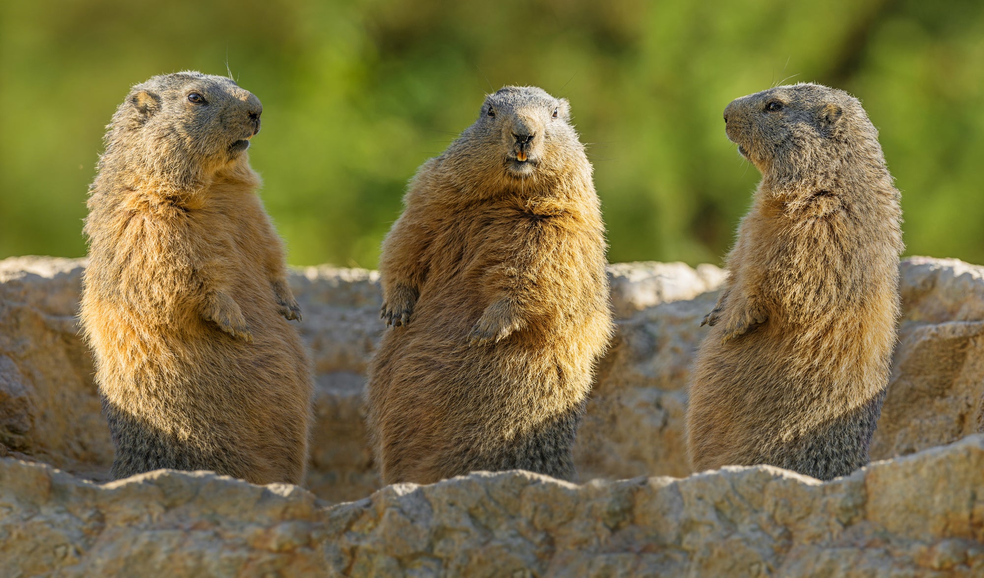 Groundhog Day: Don't Wait 6 Weeks to Orgainze your Closet